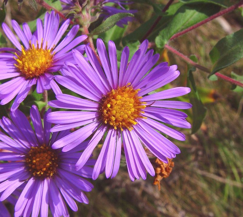 Asters Bring Late-Season Spectacle And Sustenance (Symphyotrichum spp.)