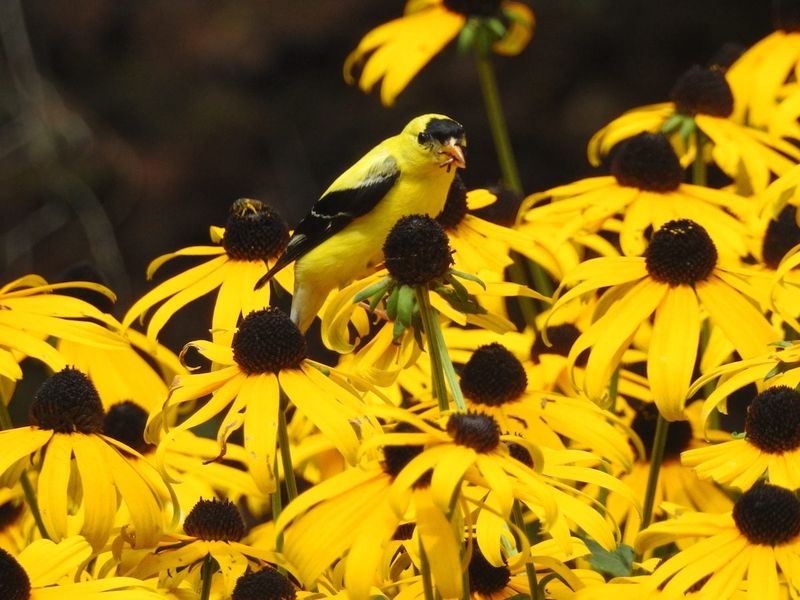 Black-Eyed Susans Offer Sunny Beauty And Feed Birds