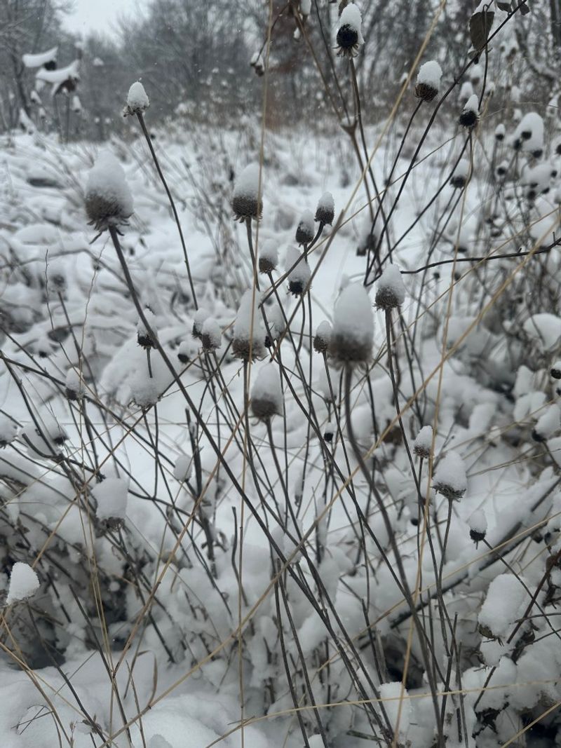 Leave The Stalks Standing Through Winter