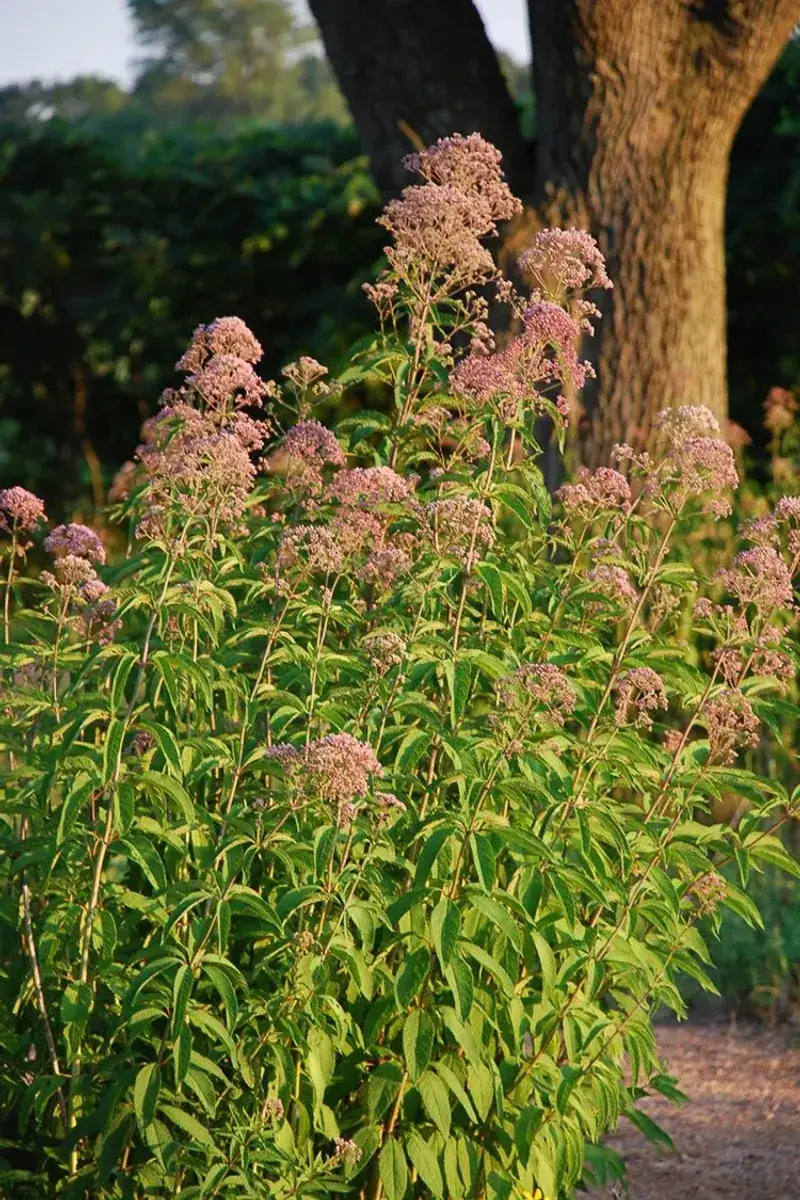 Joe Pye Weed Stands Tall Without Staking