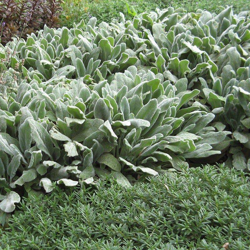 Lamb's Ear Lays Down A Fuzzy Weed-Smothering Mat