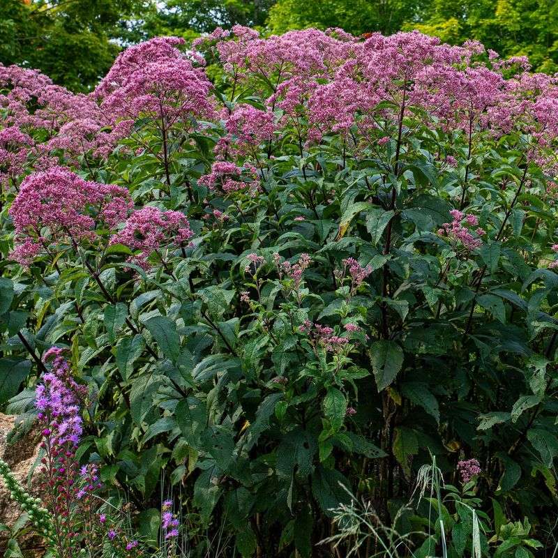Joe Pye Weed Loves The Mud You Hate