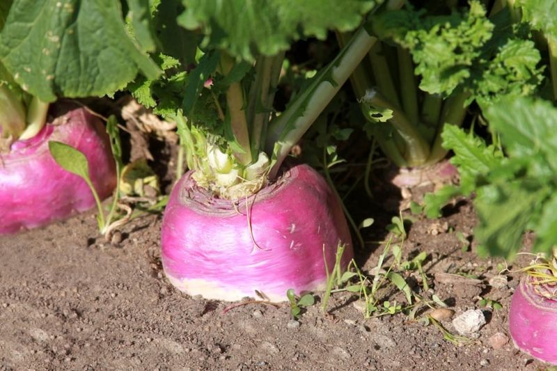 Turnips Give A Fast Double Delight