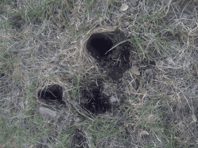 Those Small Holes Are A Clue, Not A Verdict