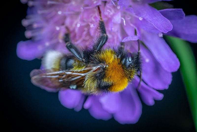 A Confirmed Violet Can Help Spring Pollinators