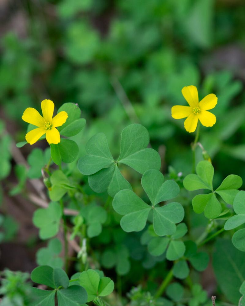 First, Check Which Yellow Flower You Have