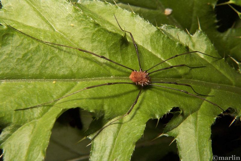 First Identify the Harvestman