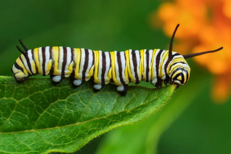 That Striped Caterpillar Is Probably a Monarch