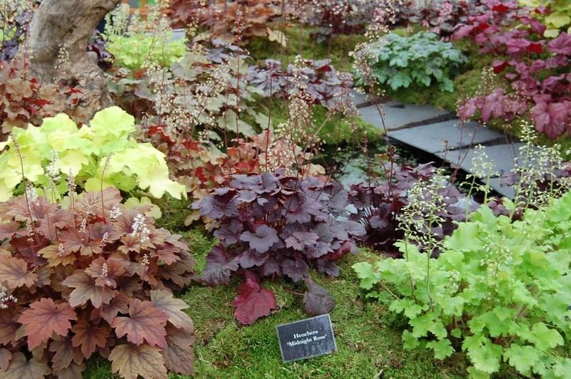 Check The Botanical Name Before You Buy