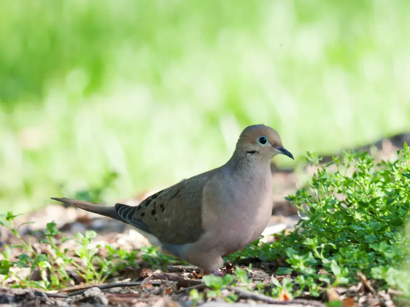 North Carolina Seasons Affect Dove Activity
