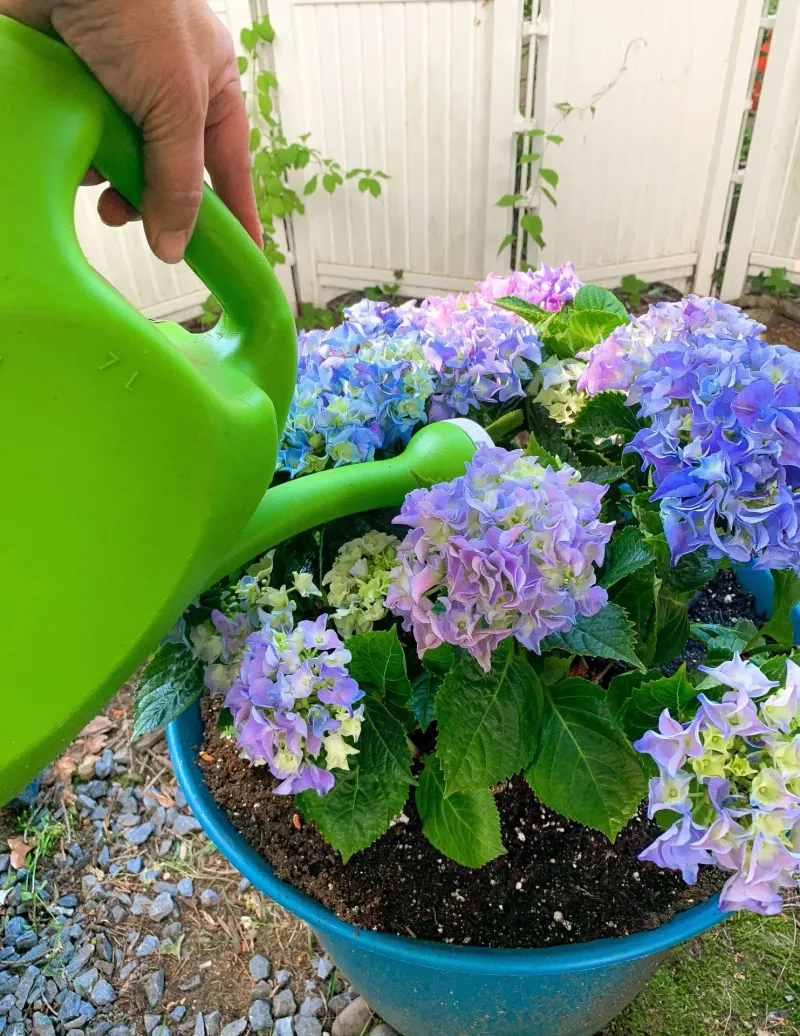 Heat Waves Demand Faster Checks For Pots And New Shrubs