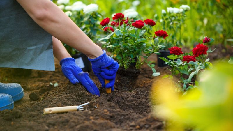 Give Them A Good Start With Site And Soil