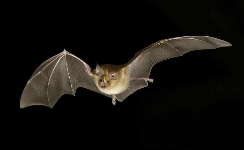 Evening Bats Deliver Silent Mosquito Solutions