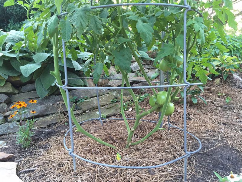 Improved Airflow And Better Light Reach The Fruit