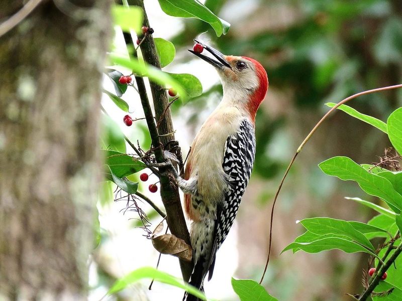 Birds Use Different Levels of Vegetation for Cover and Foraging