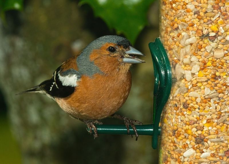 Birds Feed Quickly and Calmly