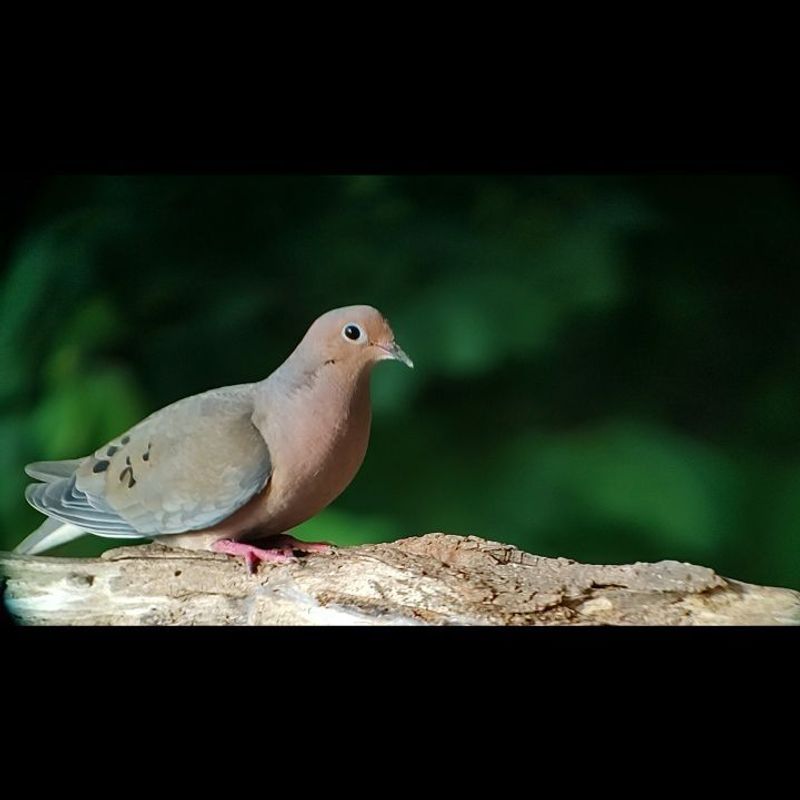 Birds Linger Beyond Eating