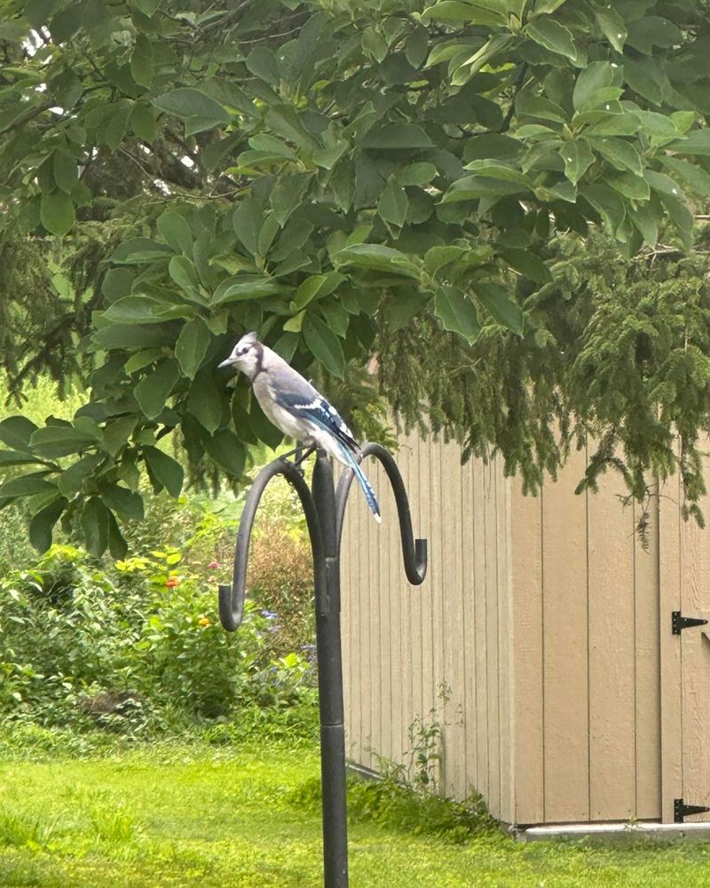 Birds Repeatedly Use the Same Perches