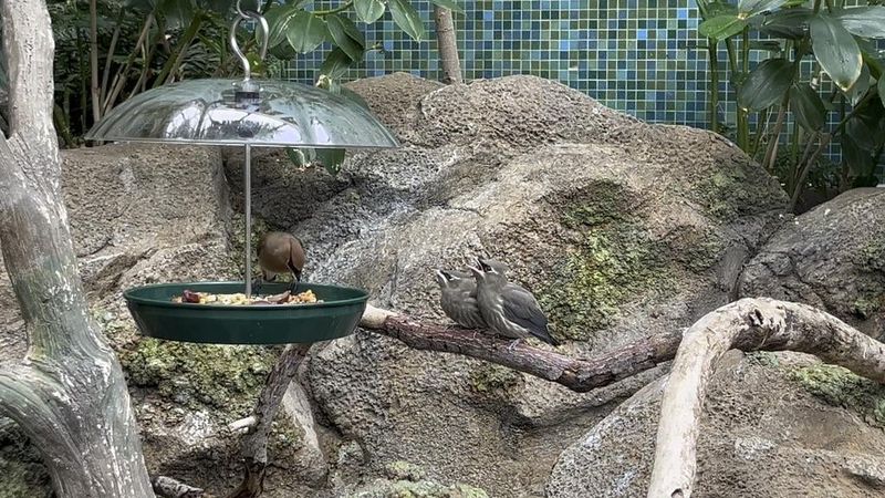 Parent Birds Bring Fledglings to the Feeder