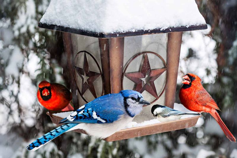 Birds Show Regular and Consistent Visits Across Seasons