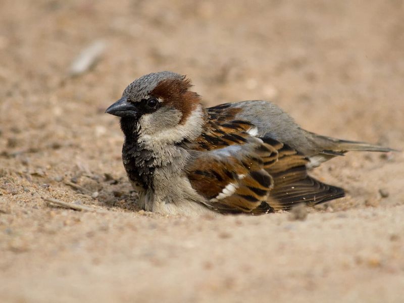 Birds are Dust Bathing or Water Bathing Nearby