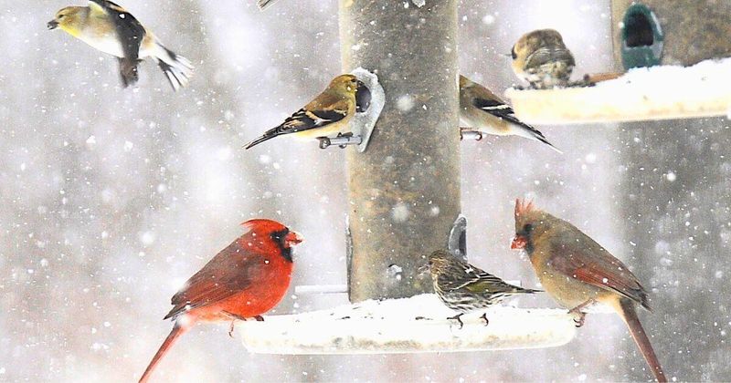 Multiple Bird Species Feed Together