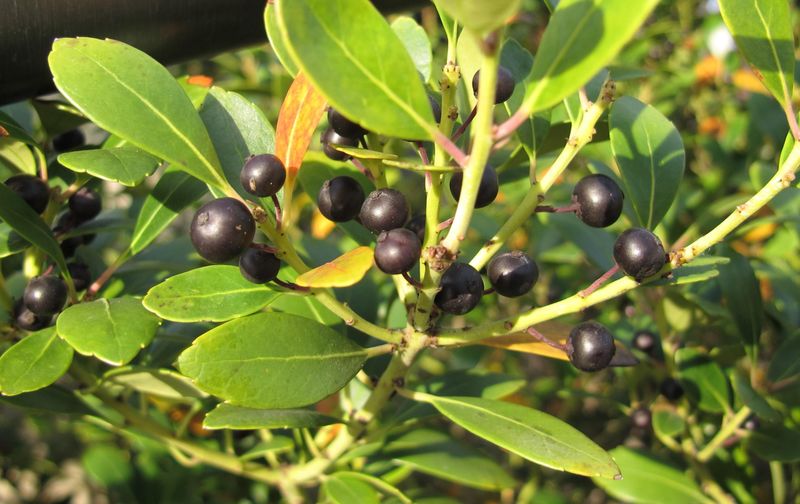 Inkberry Holly Brings Evergreen Grace