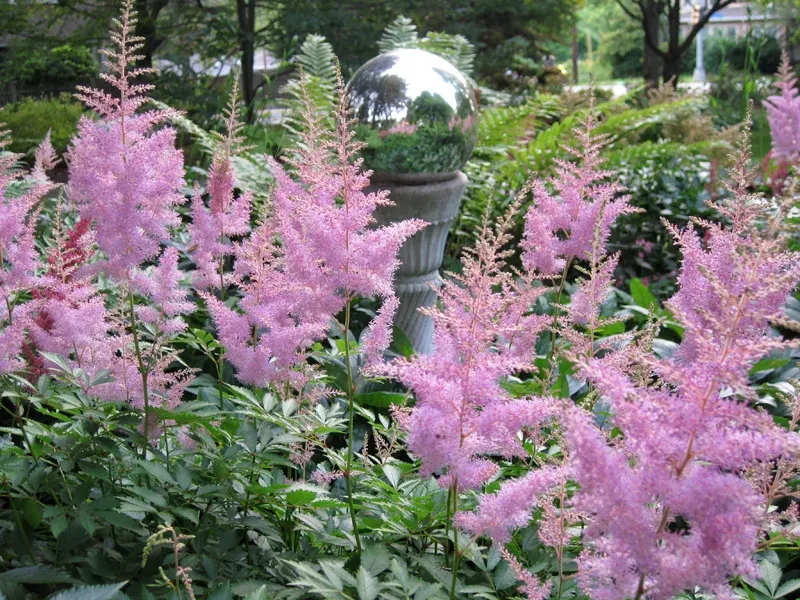 Astilbe Brings Feathery Plumes Of Color To Damp, Shady Spots
