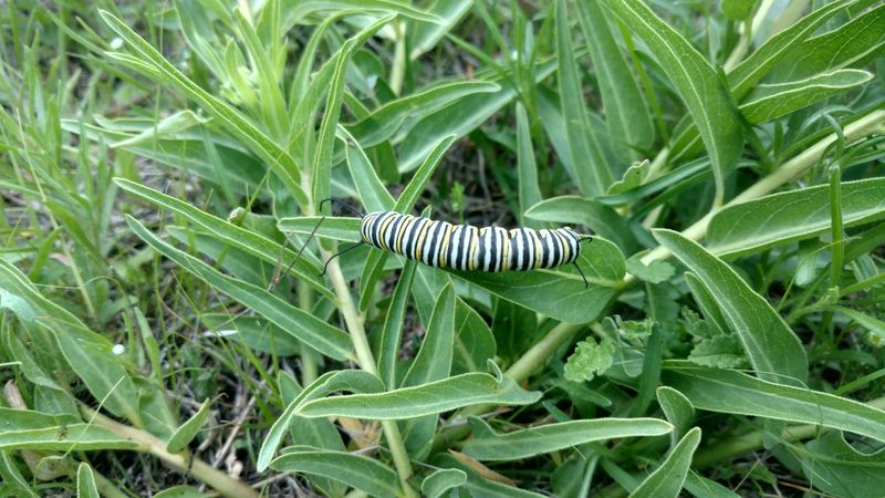 Native Milkweed Sown Now Waits For The Monarchs