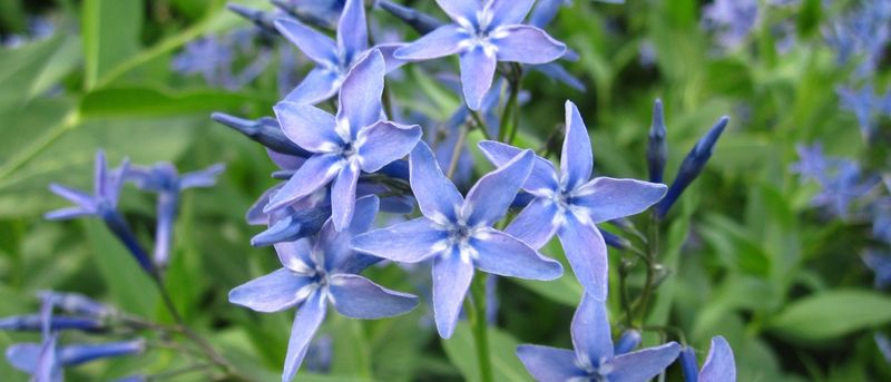 Eastern Bluestar Offers A Gentle Touch