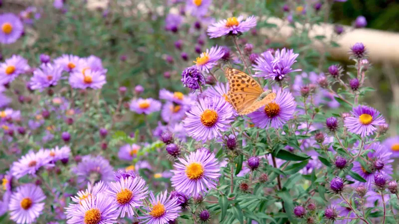 Native Asters Save The Late Season Garden
