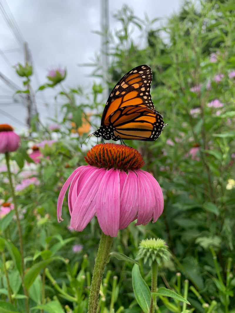 Purple Coneflower Naturalizes Into A Pollinator Haven
