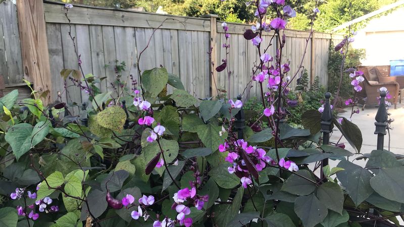 Hyacinth Bean Vine Covers Fast With Purple Pods