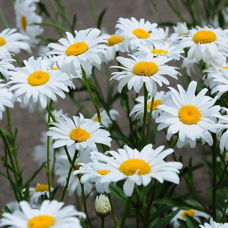 Shasta Daisy