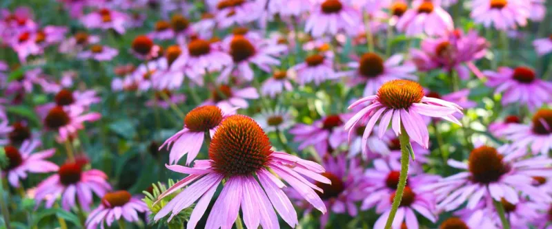 Purple Coneflower