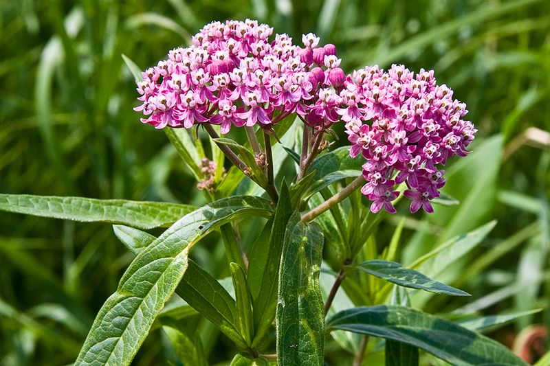 Swamp Milkweed Feeds The Whole Food Web