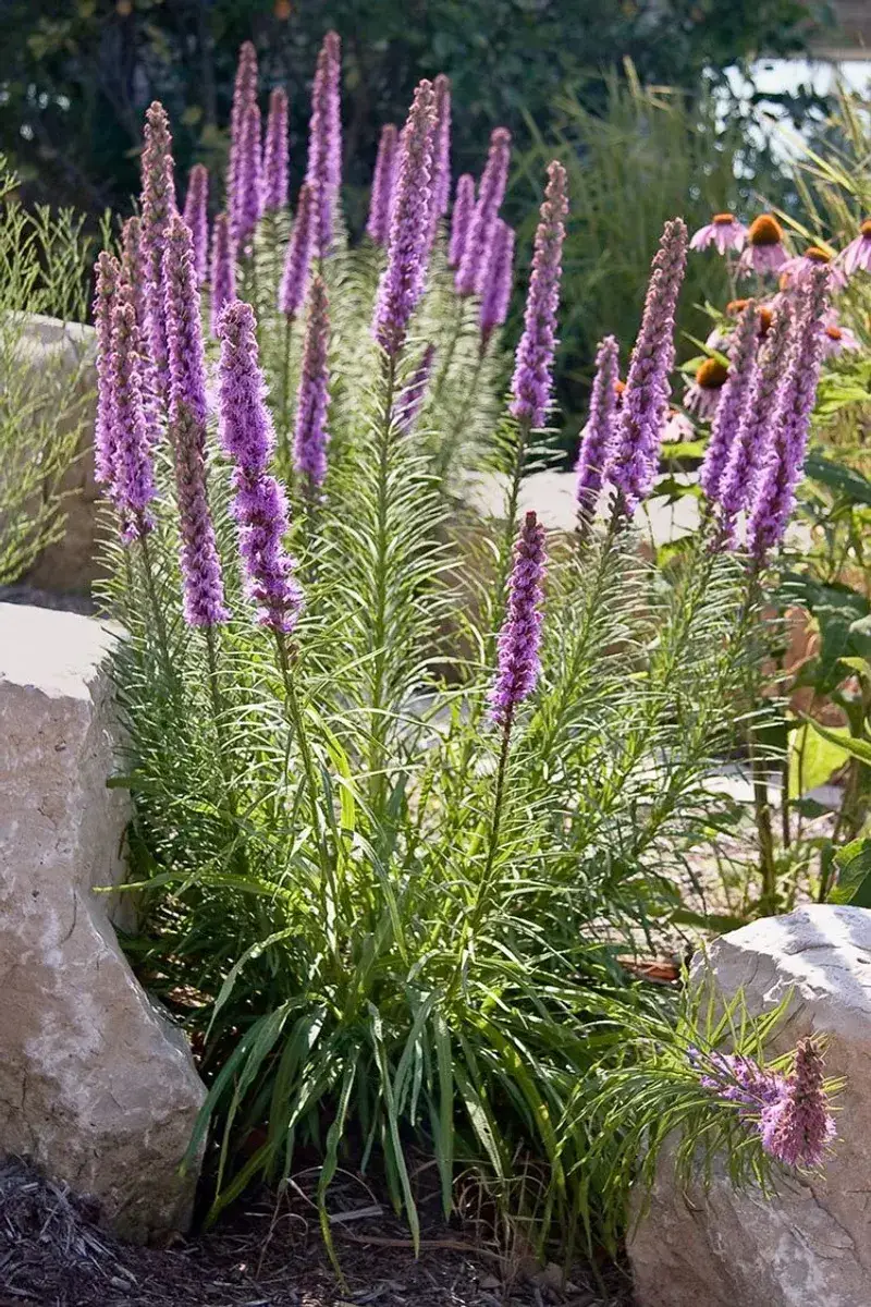 Dense Blazing Star Brings Striking Vertical Interest