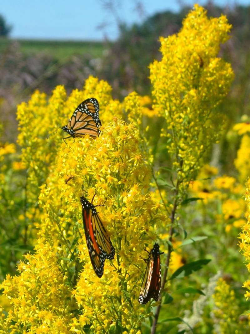 Goldenrod Is A Pollinator Powerhouse, Not A Problem