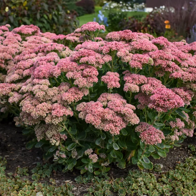 Sedum Autumn Joy: A Sculptural Statement