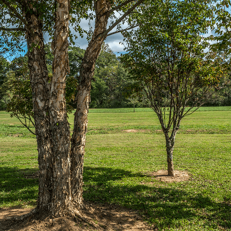 Sweetgum And River Birch Blanket The Ground With Cover