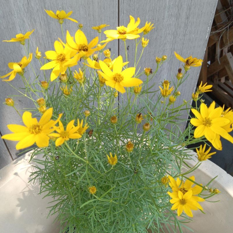 Tickseed