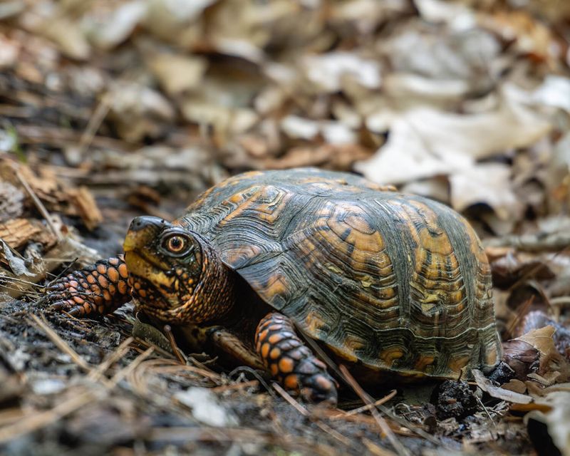 Build a Habitat Mosaic, Not a Single Sunny Patch