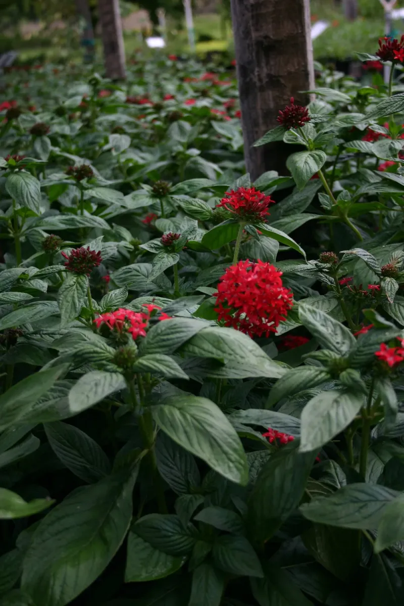 Pentas Deliver Continuous Starbursts Of Color