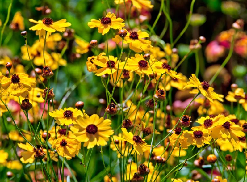 Leavenworth's Tickseed Paints Your Garden Yellow For Months