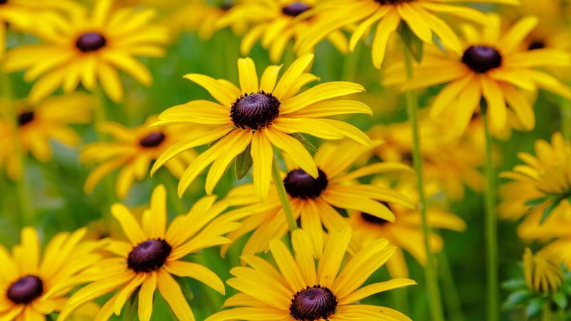 Black-Eyed Susan Is The Cheerful Comeback Kid