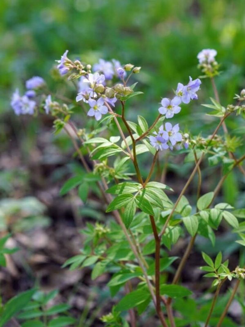 Watch Jacob's Ladder Climb In Gentle Shade