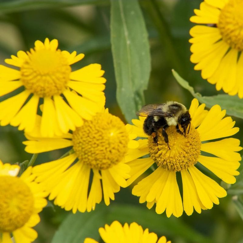 Sneezeweed Delivers Late Season Golden Sunshine