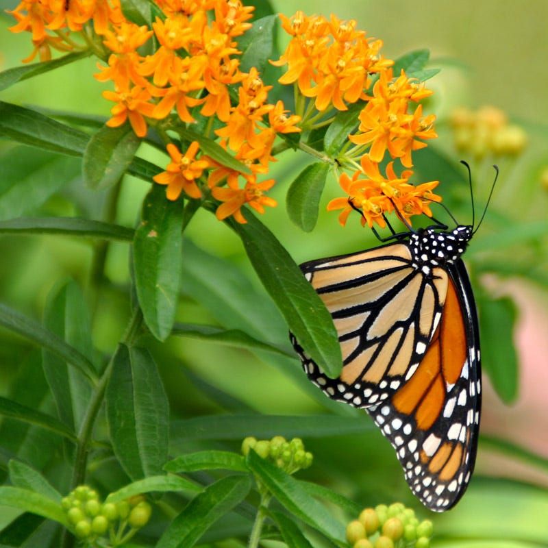 Milkweeds Offer More Than Monarchs