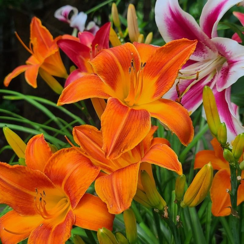 Daylily