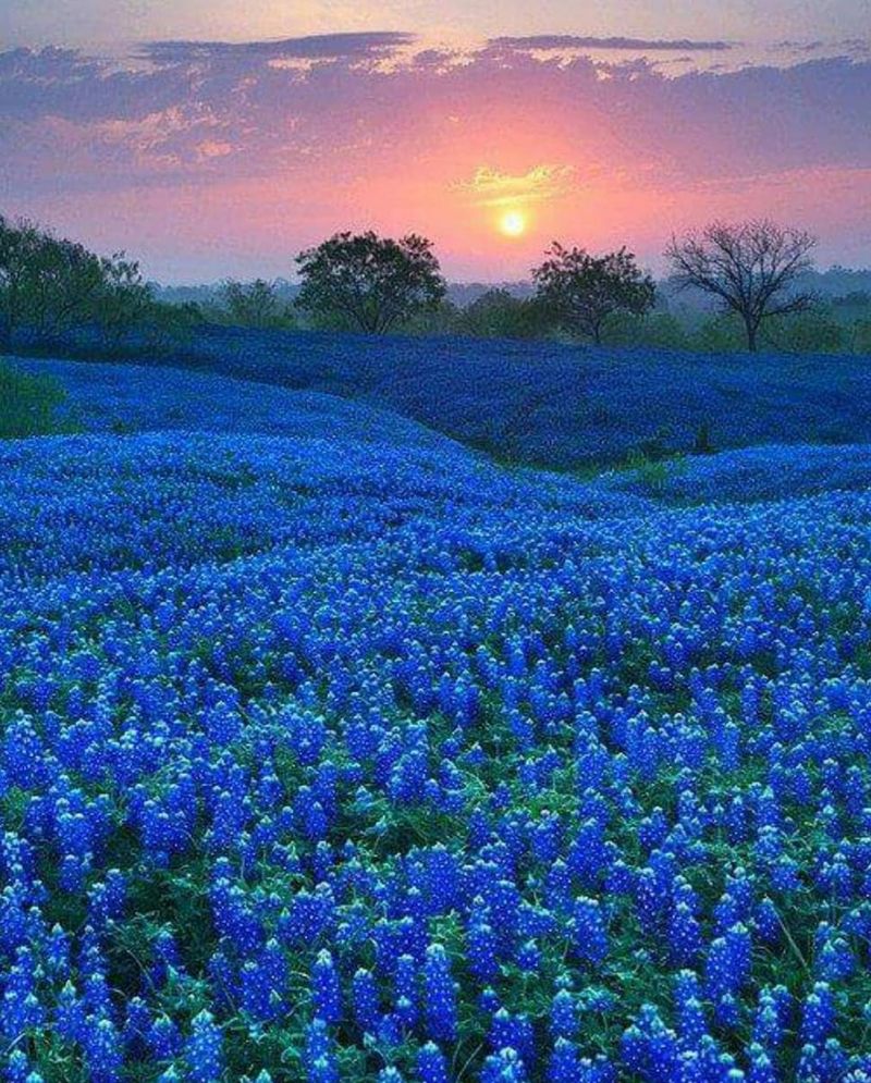 Bluebonnets Reseed Themselves Every Spring